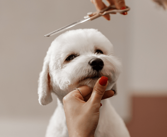 Boarding & Grooming