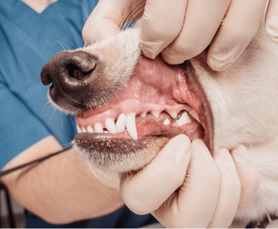 Dentistry