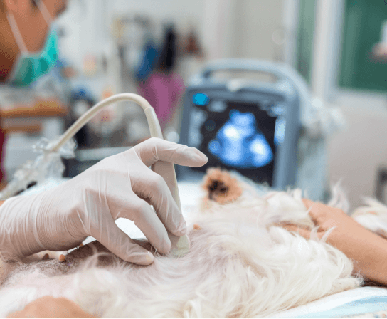 Diagnostics