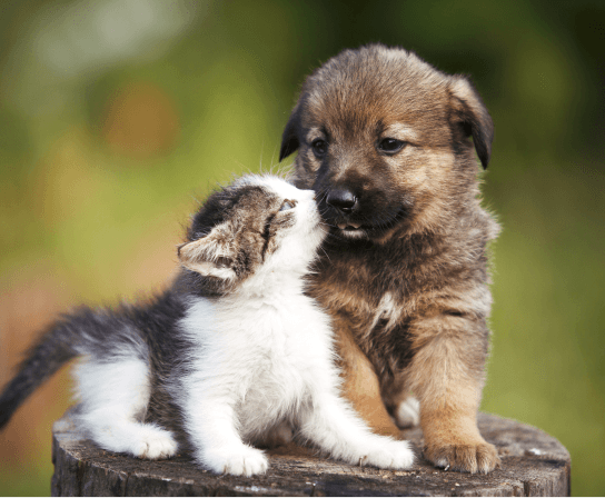 Puppy & Kitten Care