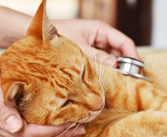 Wellness & Preventative Care