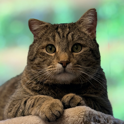 Emmett